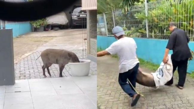 Shelter Kebiri Babi Hutan Liar Hebohkan Warga Jaksel